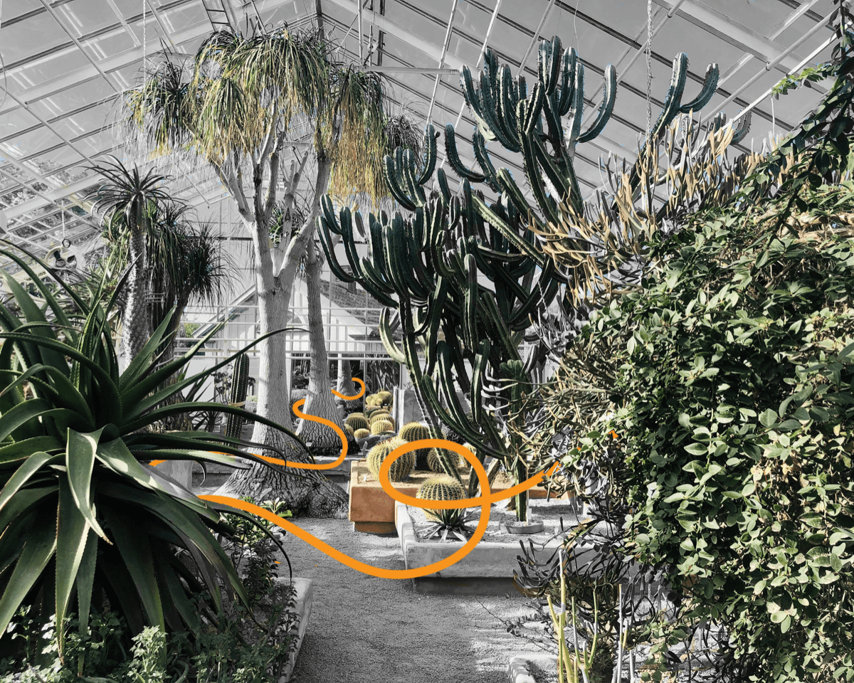 Thriving greenhouse of plants, symbolising the growth of Global Rehabilitation Service's allied health team
