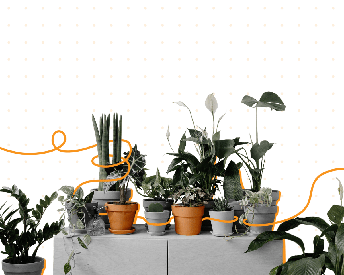 Shelf of potted plants at different growth stages, symbolising Global Rehabilitation Service's NDIS provider journey since 2017
